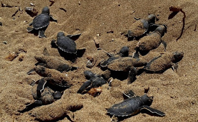 Ανησυχία επιστημόνων. Γιατί γεννιούνται μόνο θηλυκές χελώνες...  