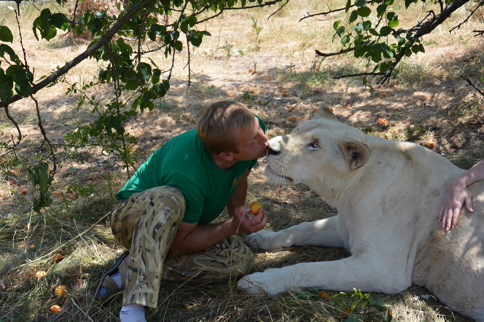 белая львица герда. львица герда. тайган что с львицей гердой. парк тайган львица герда. тайган что с львицей гердой.