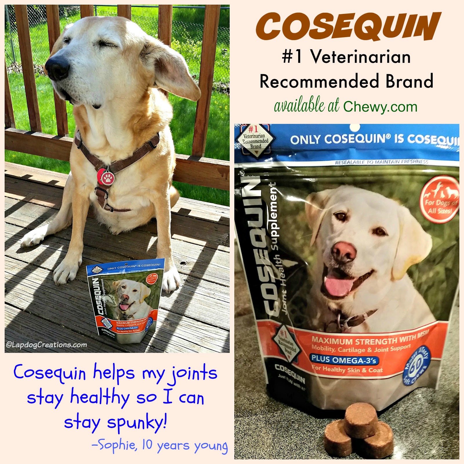 Lapdog Creations Cosequin Soft Chews Keep Sophie Spunky ChewyInfluencer