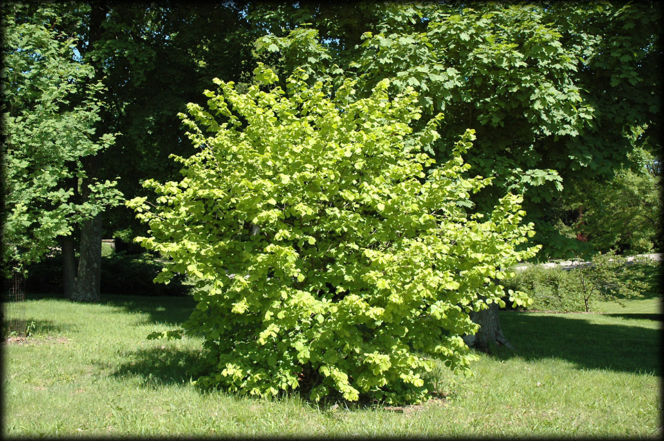 Bear's Bushcraft Blog Common Hazel (Corylus Avellana)