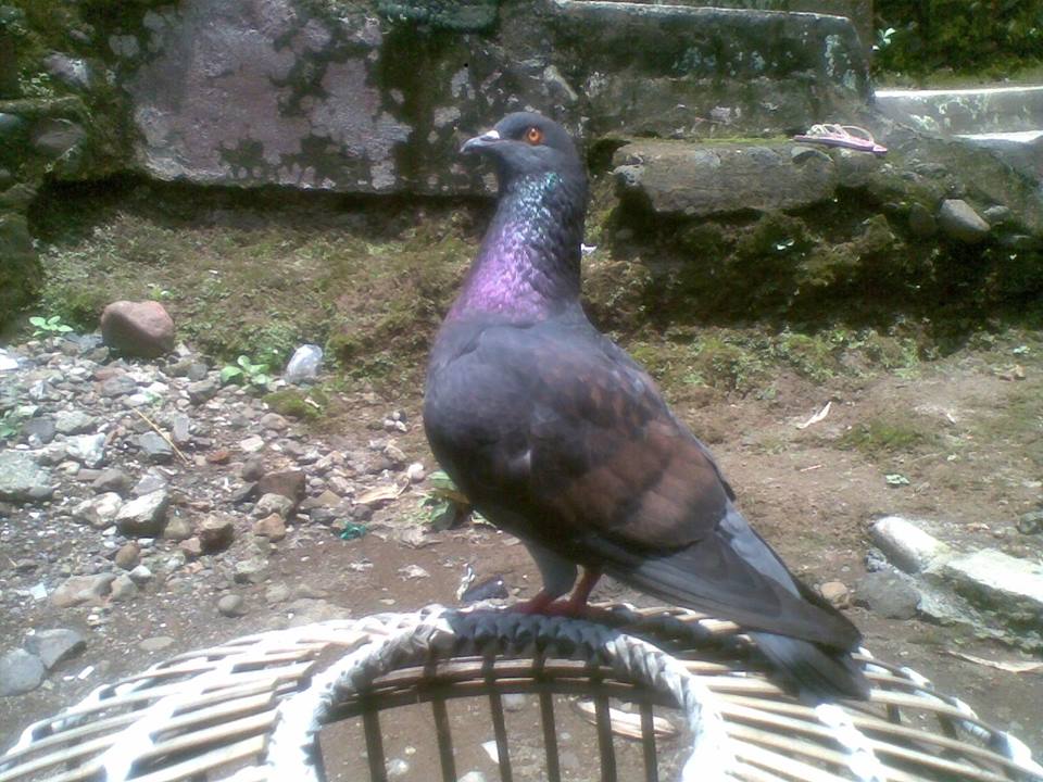 Download 45 Gambar Burung Merpati Tritis Hd Paling Keren Gambar