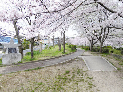 交野市星田・傍示川沿いの桜