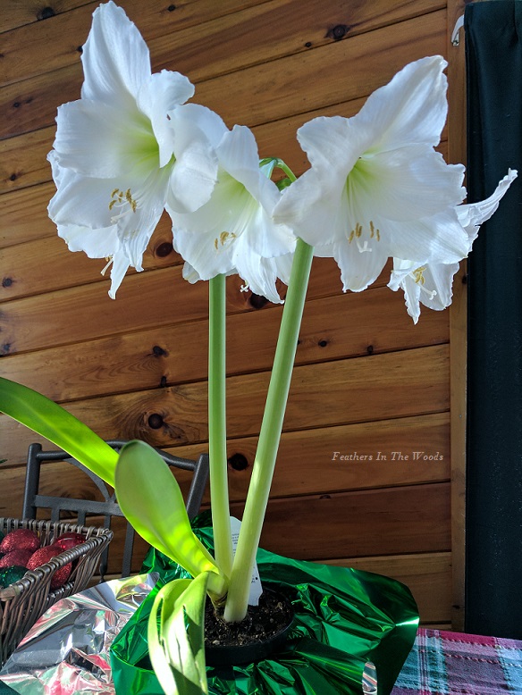 How to force an Amaryllis to bloom again Feathers in the woods
