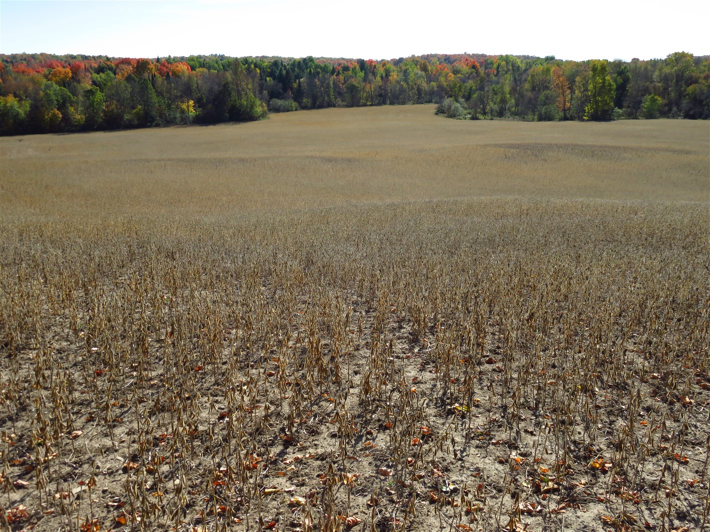 The World of Gord The Fall Colours of Eldorado, Ontario