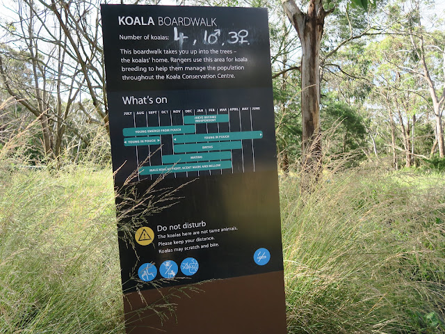 koala boardwalk, koala conversation centre,  philip island, melbourne, australia