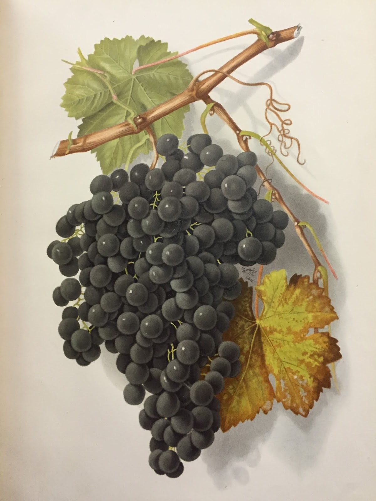 California Historical Society Living History Drink Wine from the