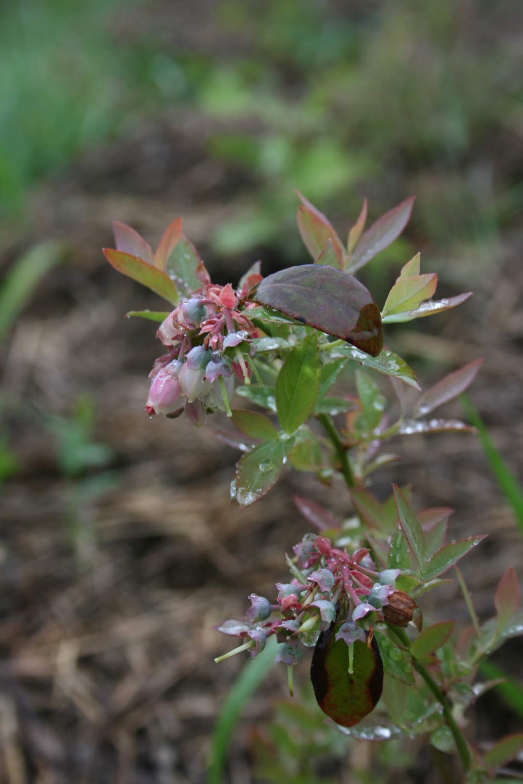 The Plant Hunter Flowering Shrub Evolution Part Ii