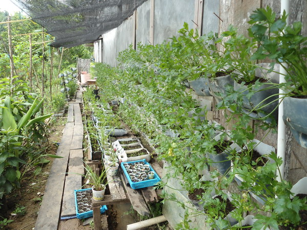 Cara Memanfaatkan Pekarangan Rumah untuk Usaha