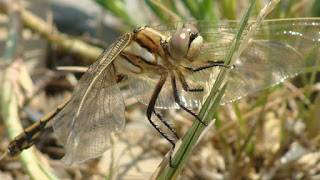 Orthetrum albistylum (female) DSC55530