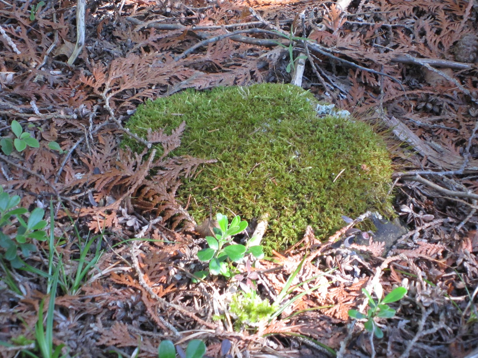 Amy Brown Science Mosses, Mosses, Mosses!