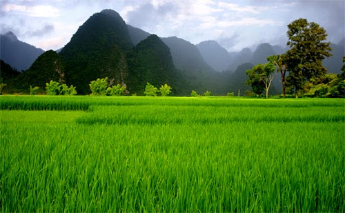 Cánh đồng lúa Việt Nam: xanh - chín vàng | Ảnh ý nghĩa Blog