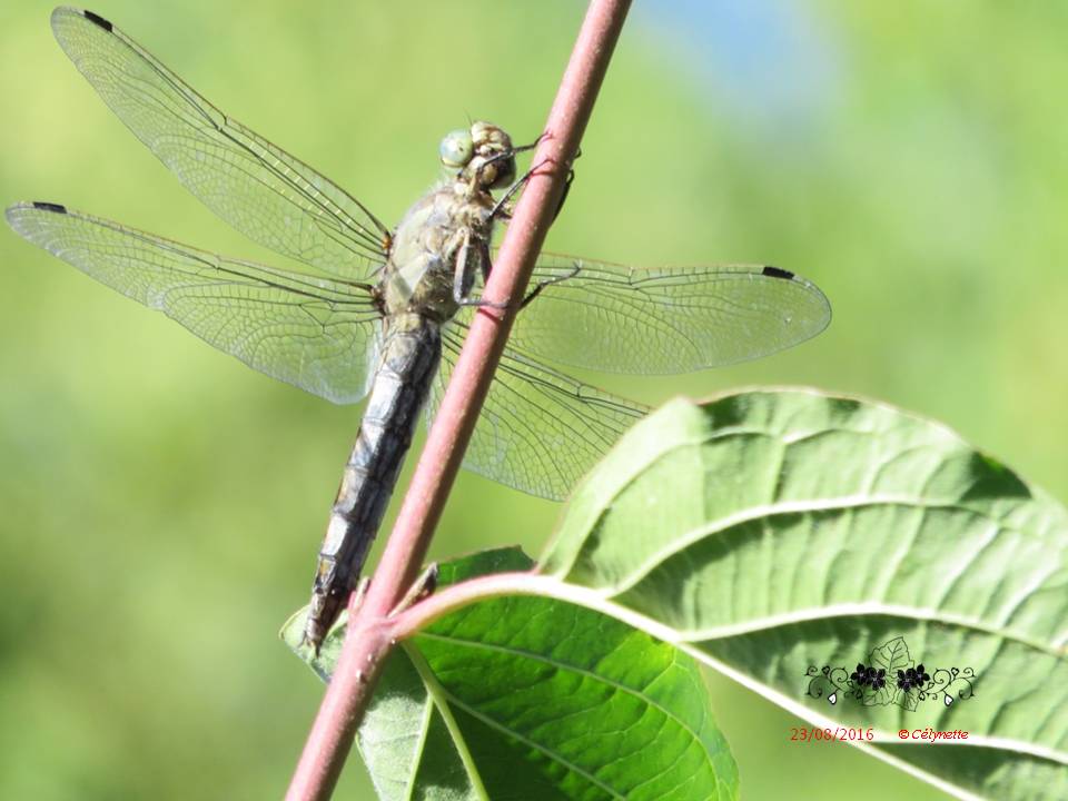 Bêtes à plumes, à pwal, de tout bord, mère nature qui nous gâte... Diapositive12