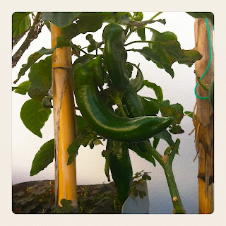 Huerto y azotea : // pimientos en enero
