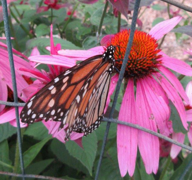 Archimedes Notebook Wednesday Explorers Club butterfly tongues!