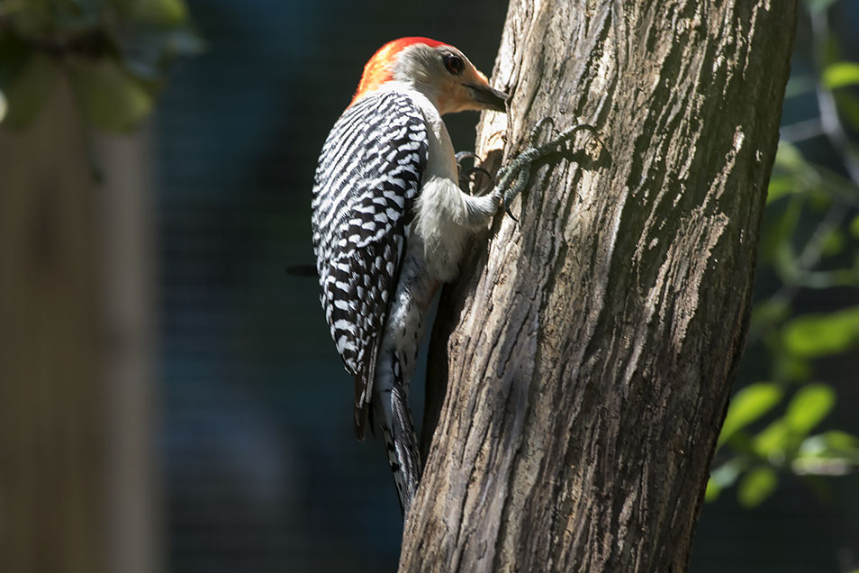 Ann Brokelman Photography: Red-bellied Woodpeckers Florida