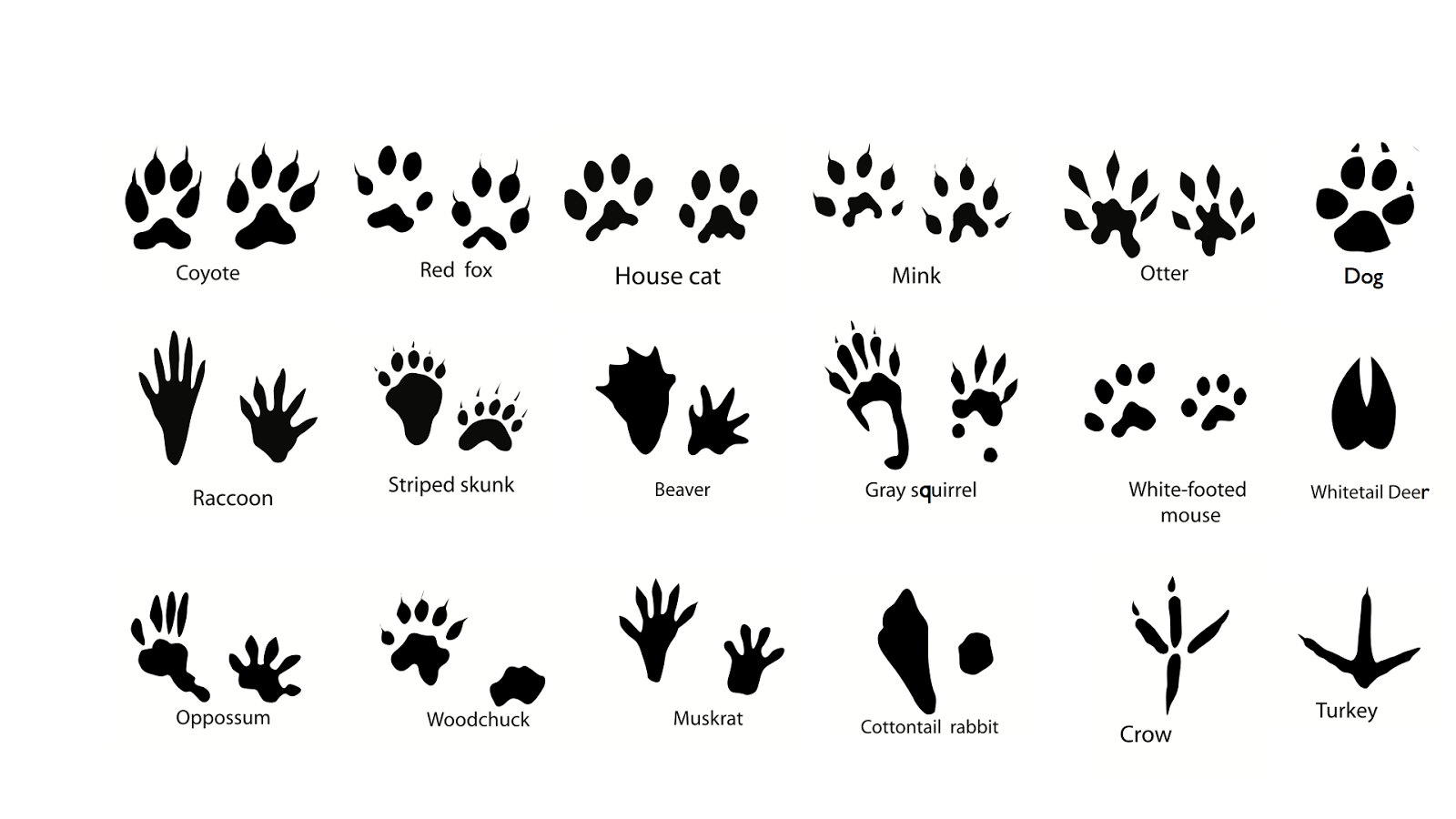 Animal Tracks Identification Printables Delaware