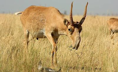 El saiga