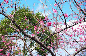 Cherry blossoms reach a blue sky with white clouds