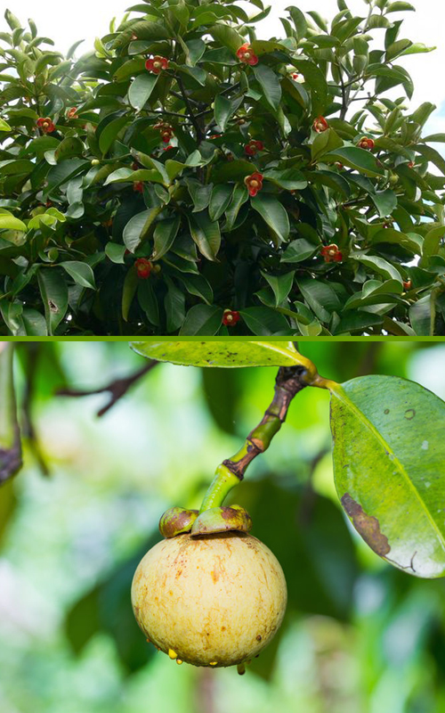 How to Grow a Healthy Mangosteen, Growing Mangosteen From Seed