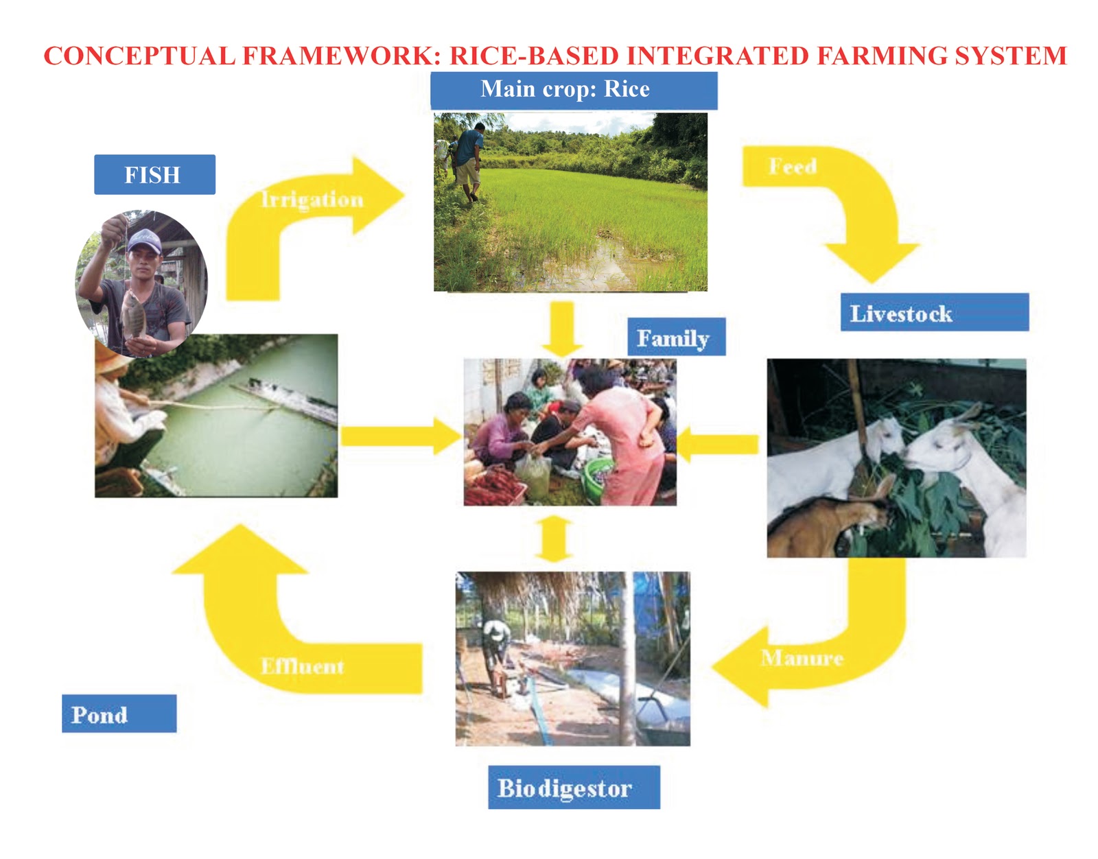SIMPLY BUSINESS MODELING RICEBASED INTEGRATED FARMING