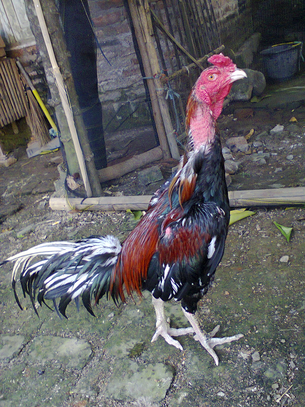  Ayam  Bangkok  Koleksi trah jawara  ayam  bangkok  indramayu 