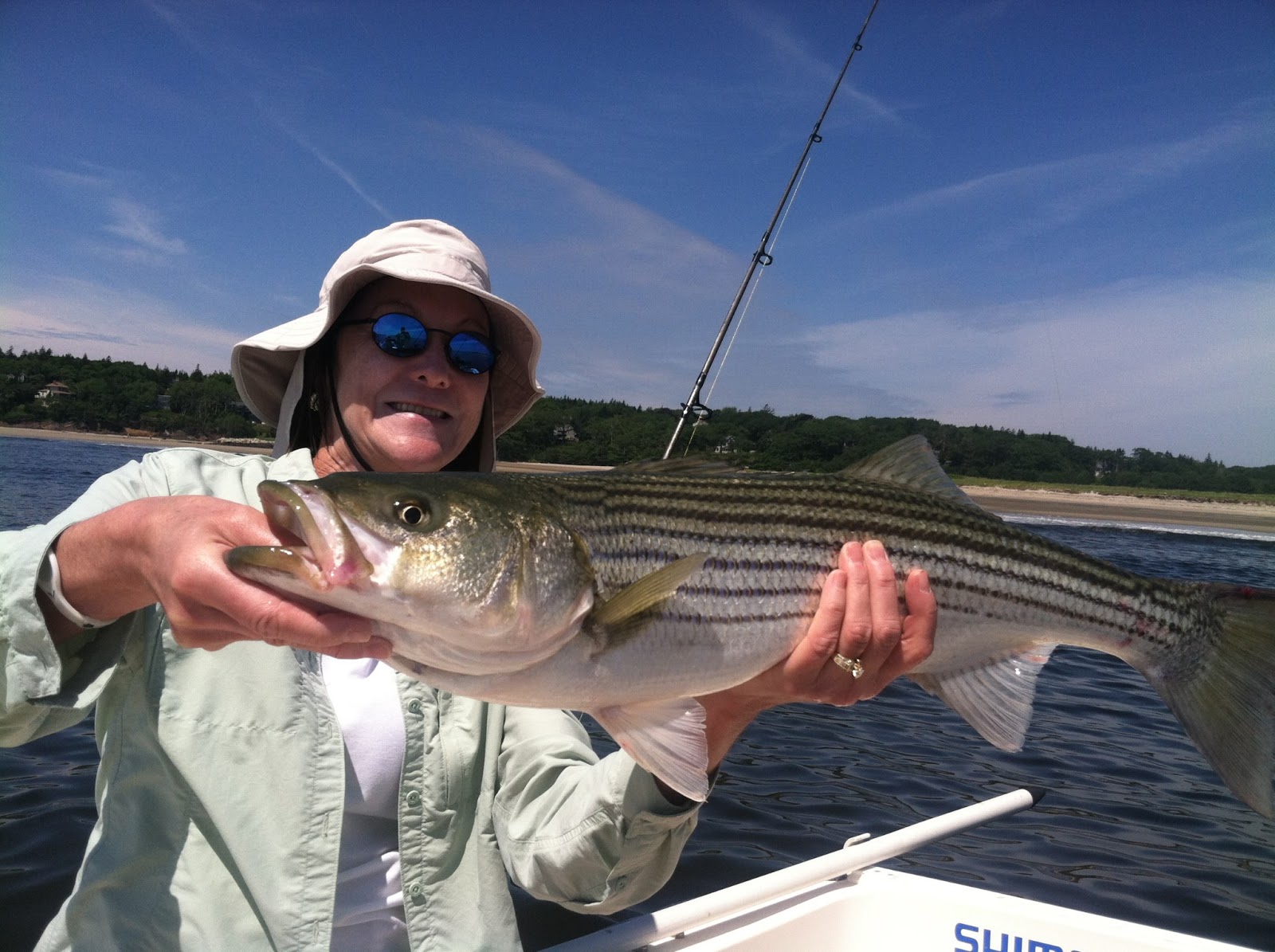 Maine Striper Fishing Charters & Reports Hotline 2076910745 Maine