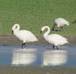 scavenger hunt march reflection weekend trumpeter swans three folding wings