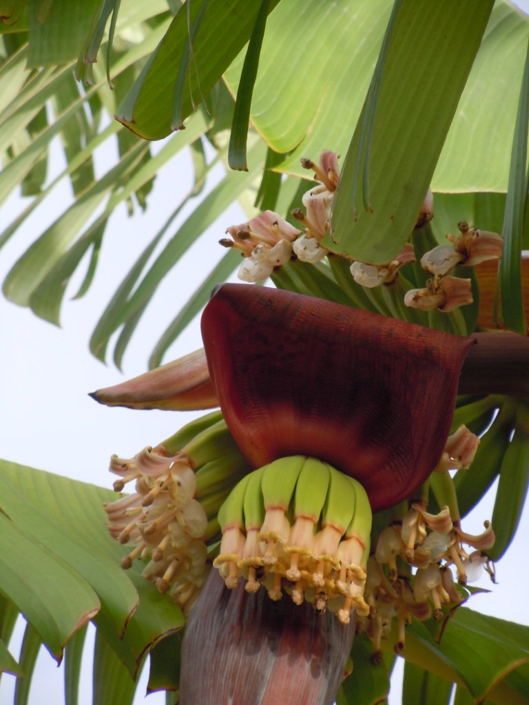 Maui Oceanview Condos little baby applebananas