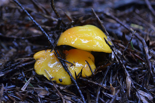 bright yellow mushrooms