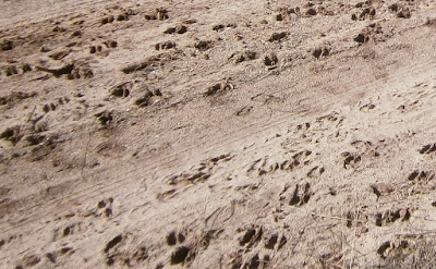 Huellas de ciervos en la Serranía de Cuenca (españa)