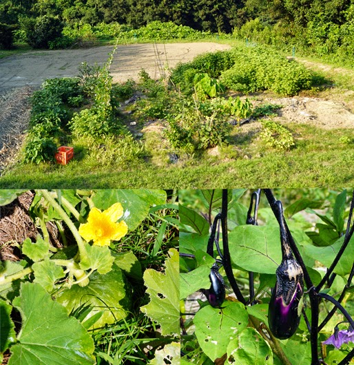 a full view of my kitchen garden, a fruit and a flower of pumpkin, eggplant