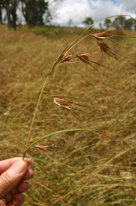 Toowoomba Plants Kangaroo Grass