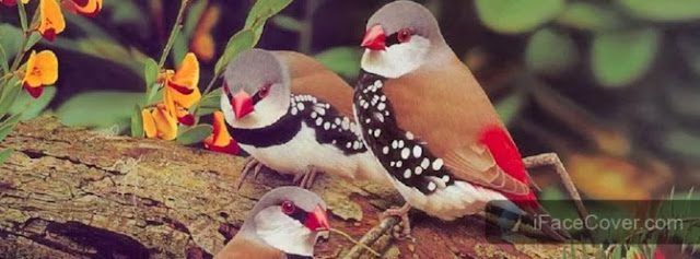 30+ Beautiful Cute Birds Facebook Cover Photos