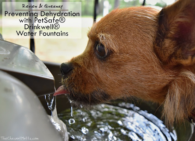Review & Giveaway: Preventing Dehydration with PetSafe® Drinkwell® Water Fountains