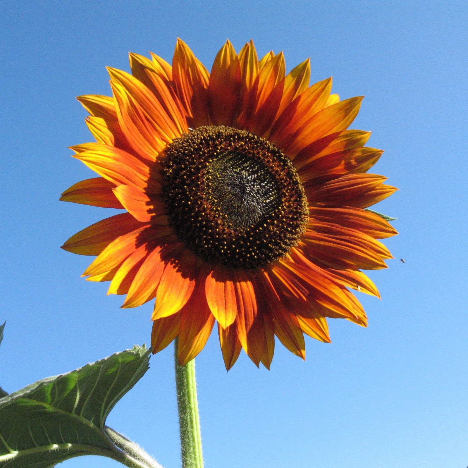 My California Garden In Zone 23 Sunny Sunflower