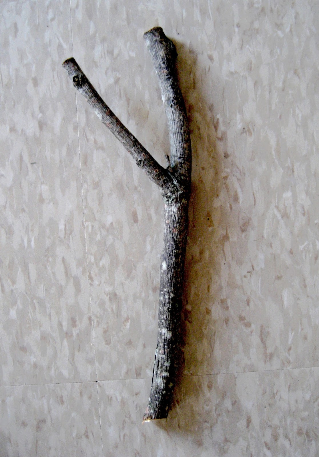 Living Rootless Opelousas The Fall of a Blessed Tree