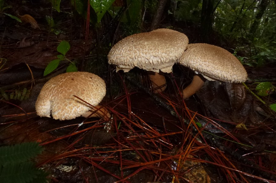 Jehuite: La salida de campo