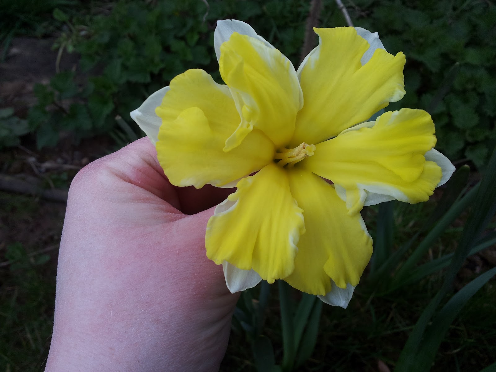 blood sweat and peas March month of the daffodil