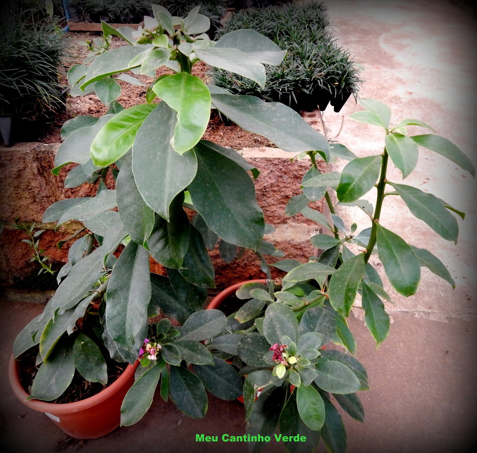 Meu Cantinho Verde: ROSA-MADEIRA, ORA-PRO-NÓBIS - ( Pereskia grandifolia )