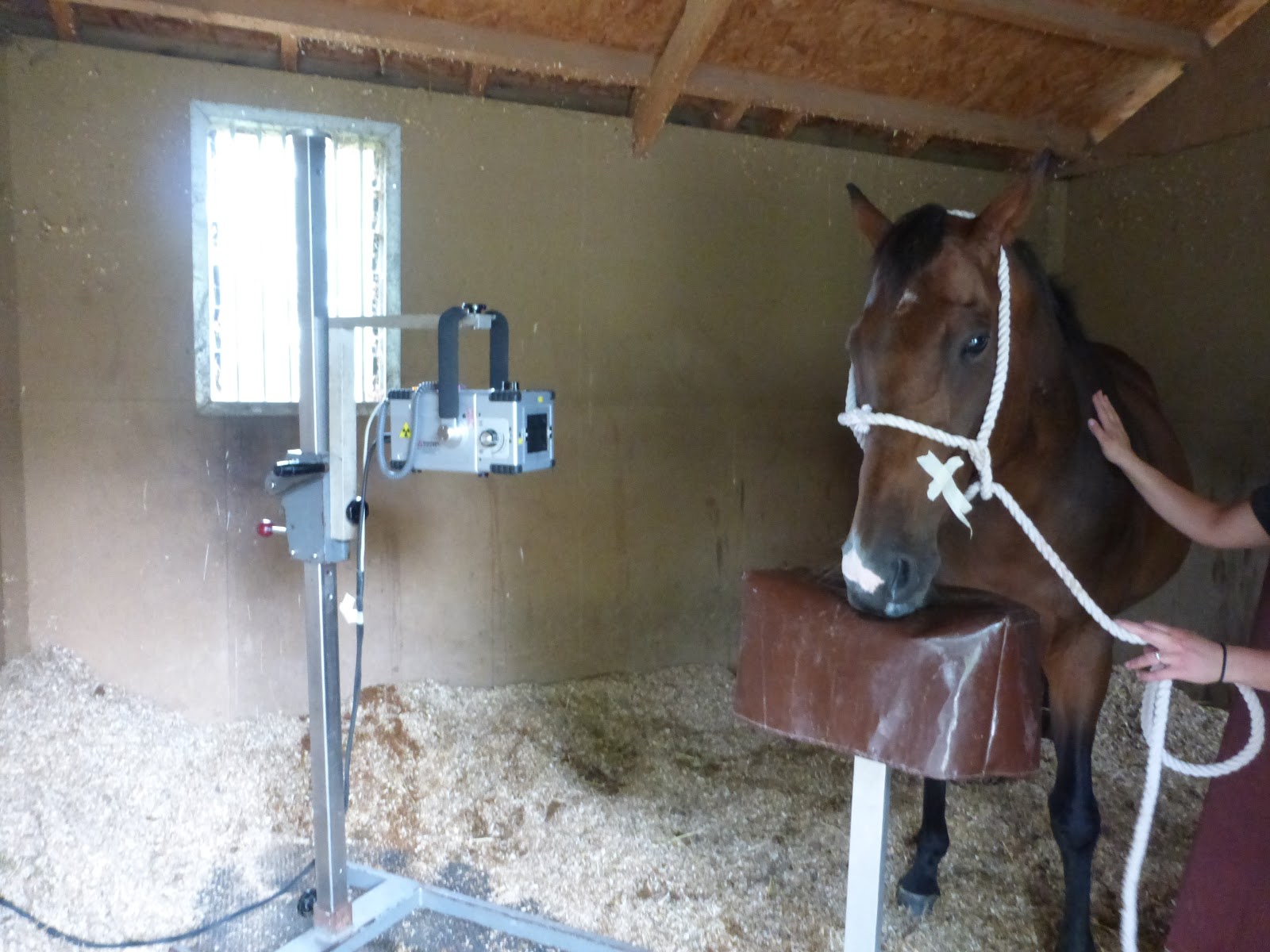 Horse Life and Love All About XRays