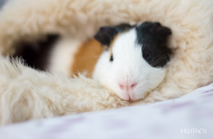 hora siesta kevin cobaya fotografía