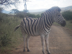 Zebra