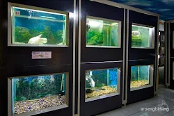 taman akuarium air tawar tmii