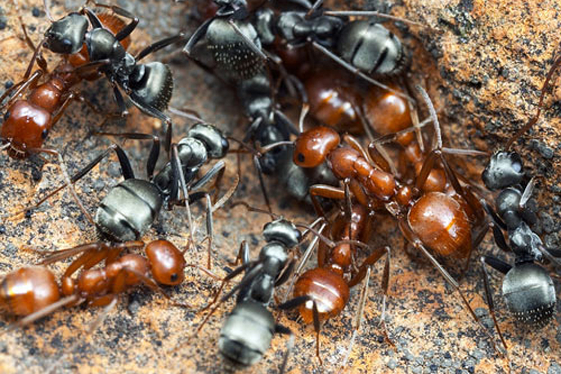 Las hormigas son esclavas