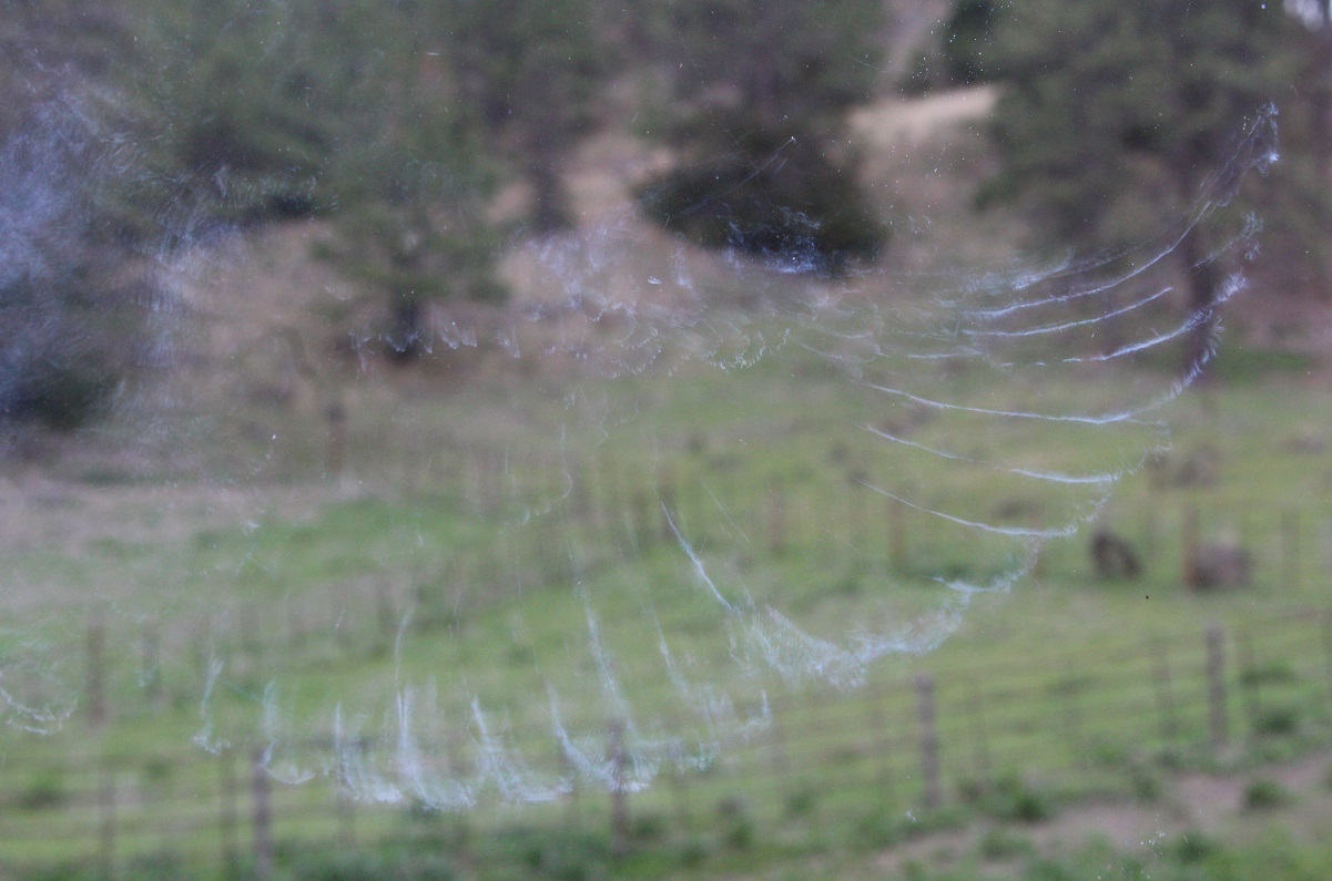 Dove in the window flew Dove in the window flew