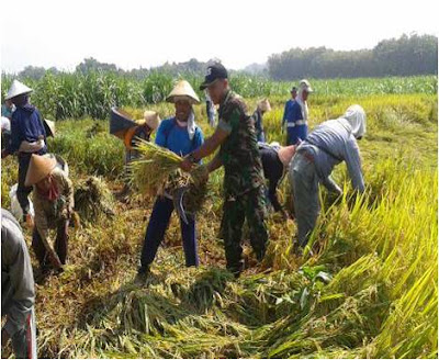 BABINSA KORAMIL JENAR BANTU PANEN PADI
