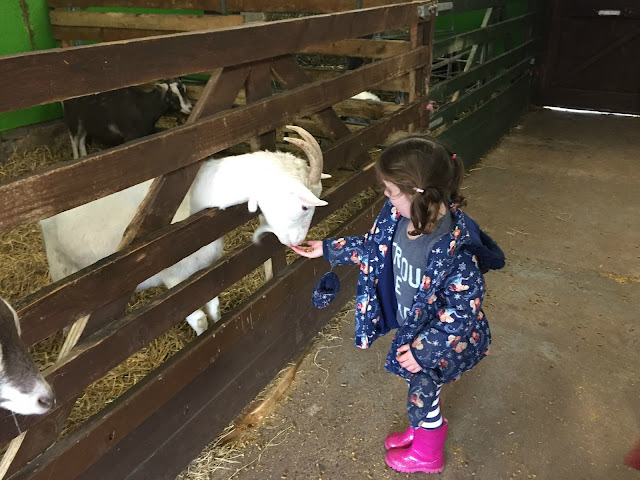 Goat at petting barn Whitehouse farm Morpeth Northumberland 