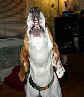 Perro aulla o ladra