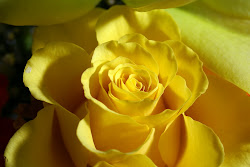 yellow flowers rose wallpapers roses flower heart pretty almighty