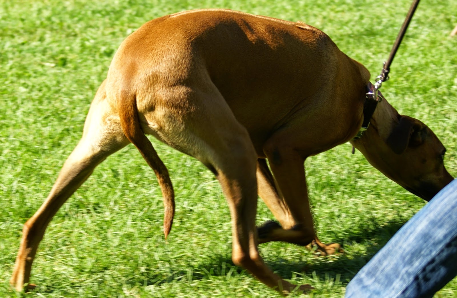 Canilogie was Du NIE über Hunde wissen wolltest… Vielleicht